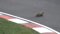 Groundhog Day – F1 vs Nature